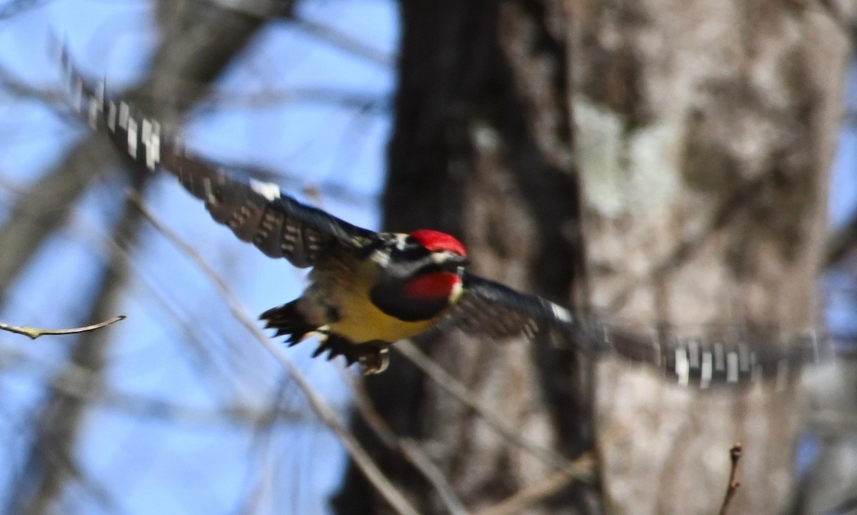 Yellow-bellied Sapsucker - ML209723701