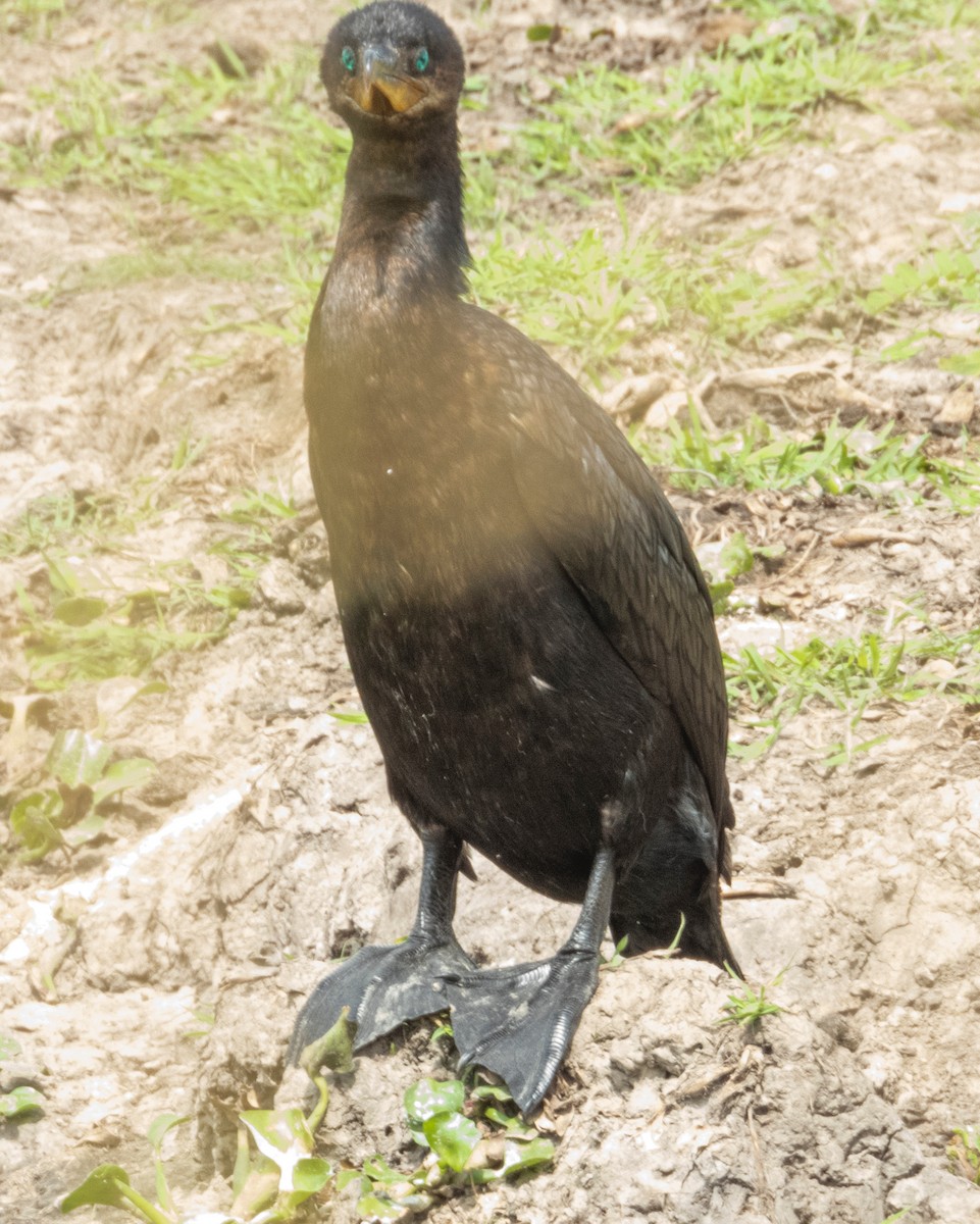 Neotropic Cormorant - ML209723711