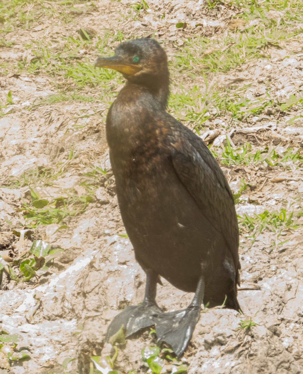 Neotropic Cormorant - ML209723791