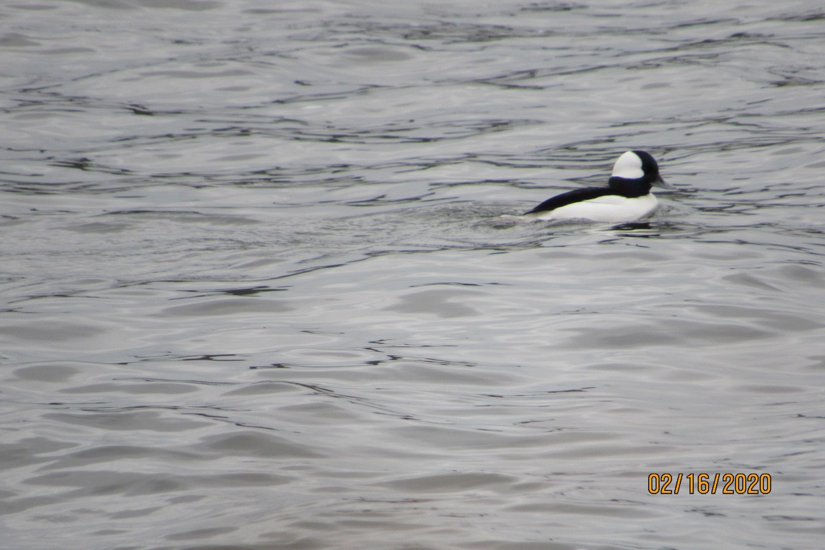 Bufflehead - ML209723931