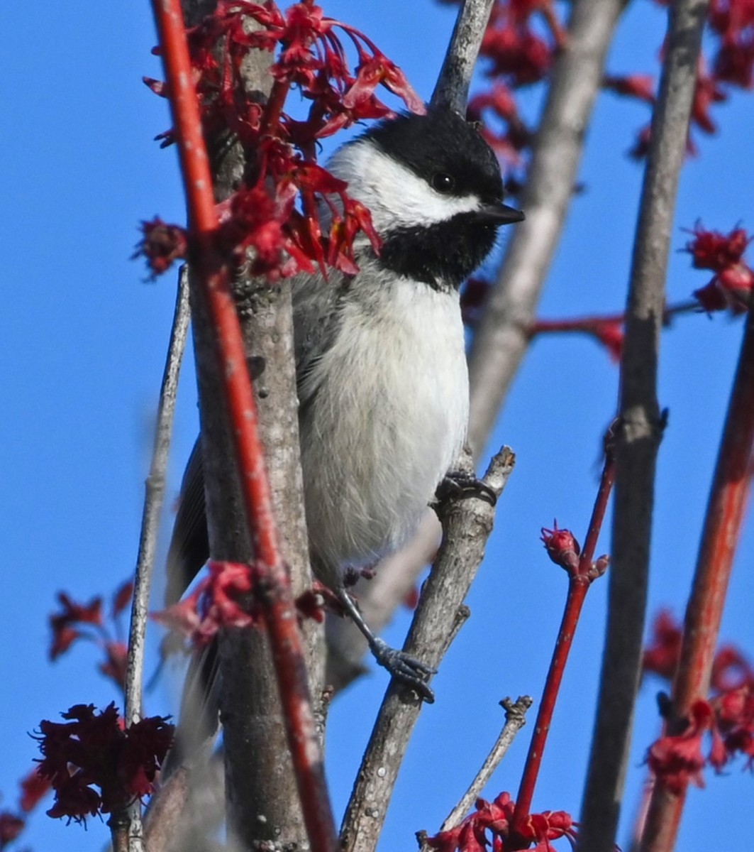 Carolina Chickadee - ML209724021