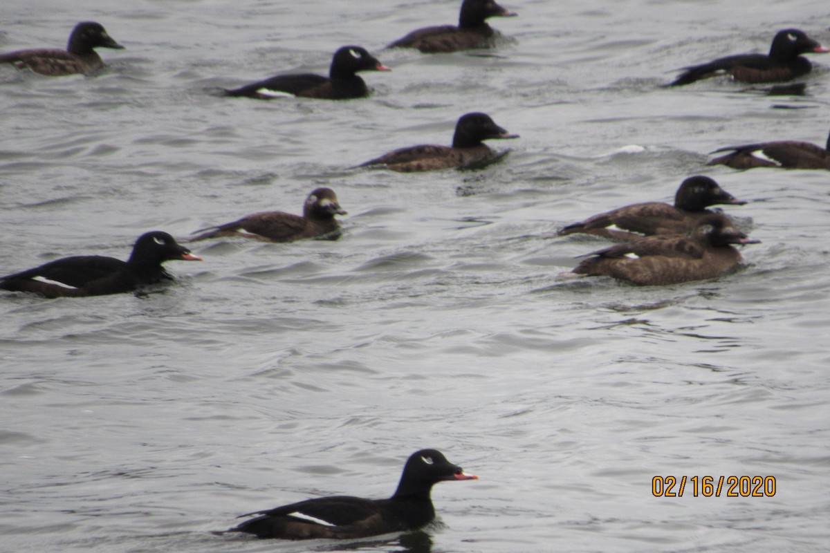 White-winged Scoter - ML209724331