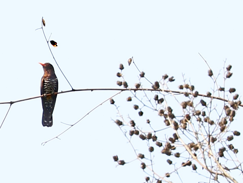 Violet Cuckoo - Charlotte Byers