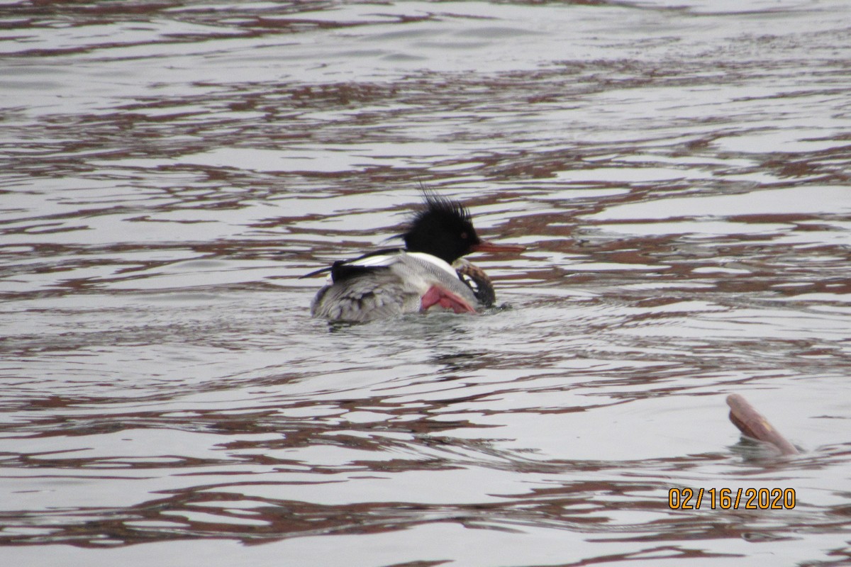 Red-breasted Merganser - ML209725291