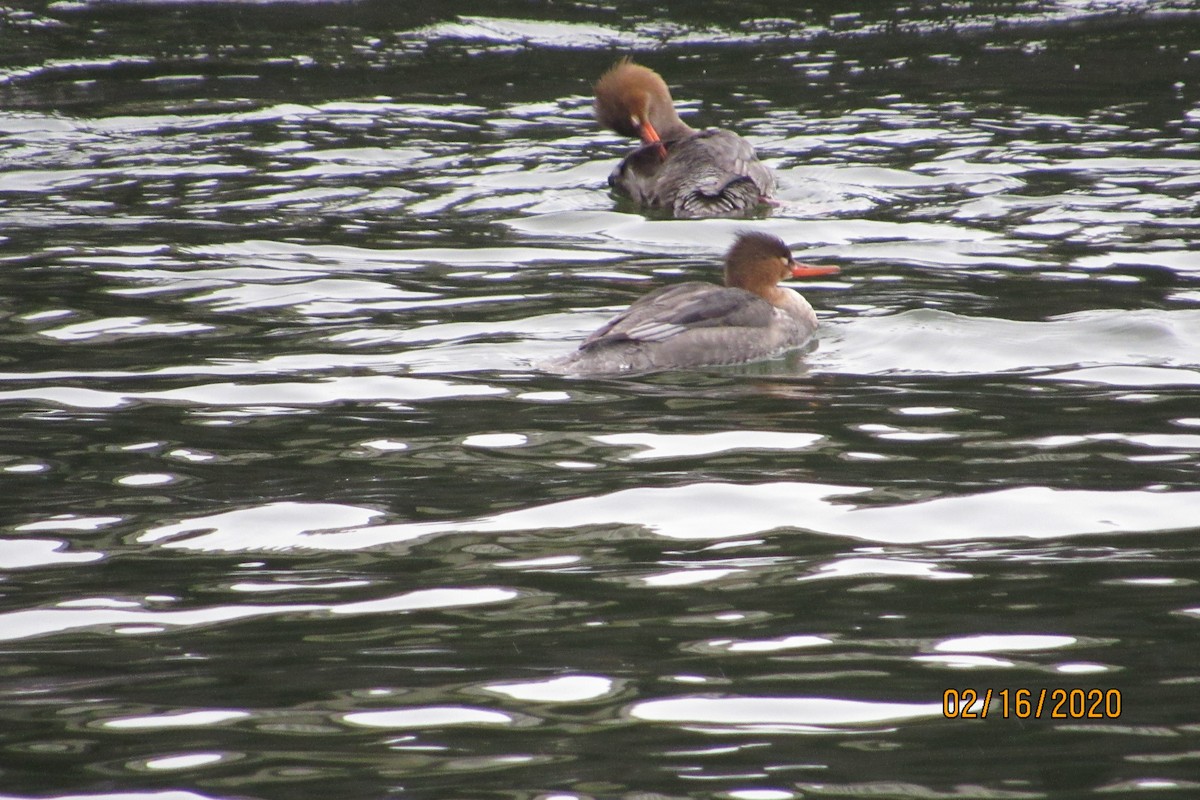 Red-breasted Merganser - ML209725341