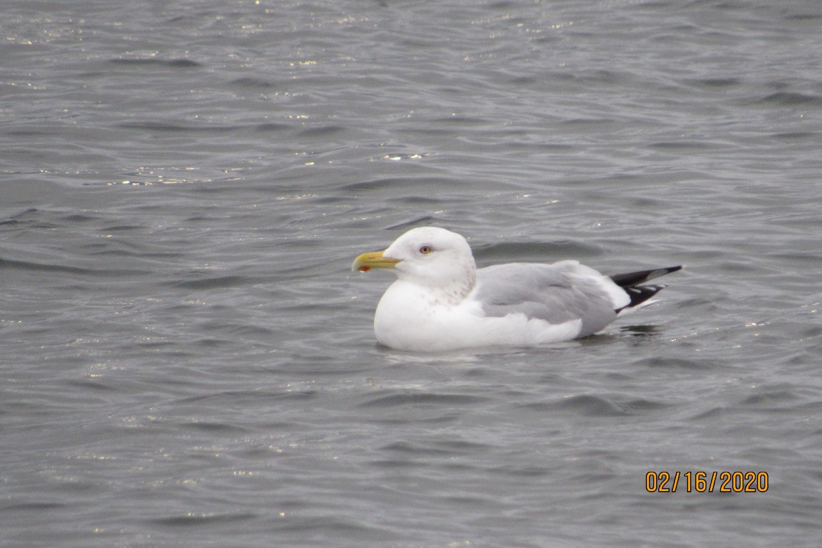 Herring Gull - ML209727881