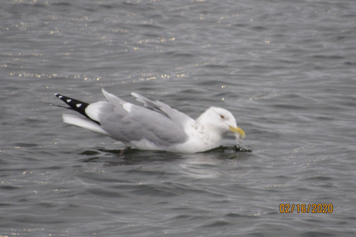 Herring Gull - ML209727901