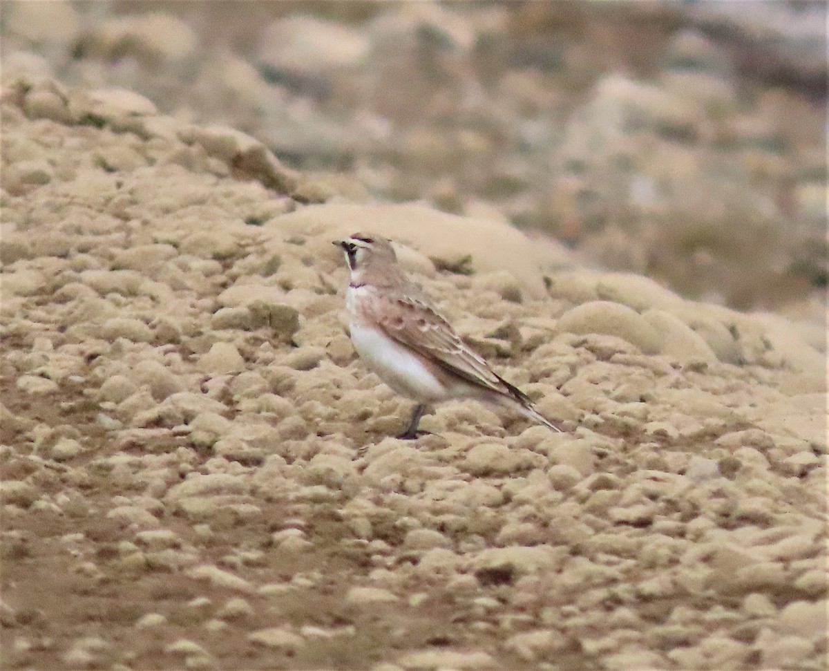 Horned Lark - ML209727971