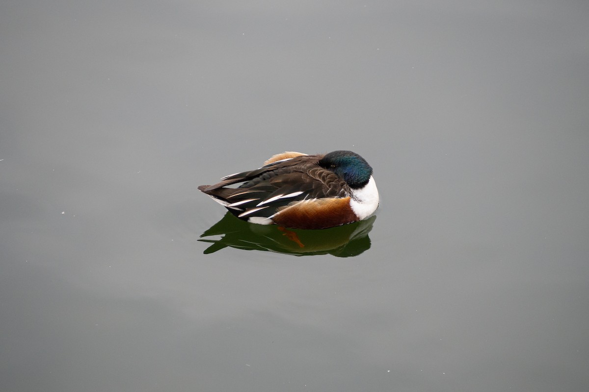 Northern Shoveler - ML209728701