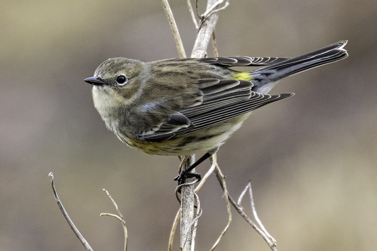 Yellow-rumped Warbler - Colin Sumrall