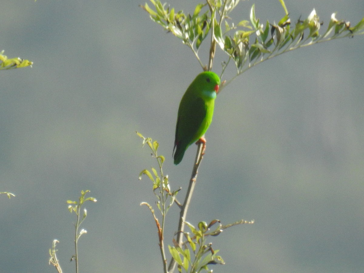 Vernal Hanging-Parrot - ML209728991