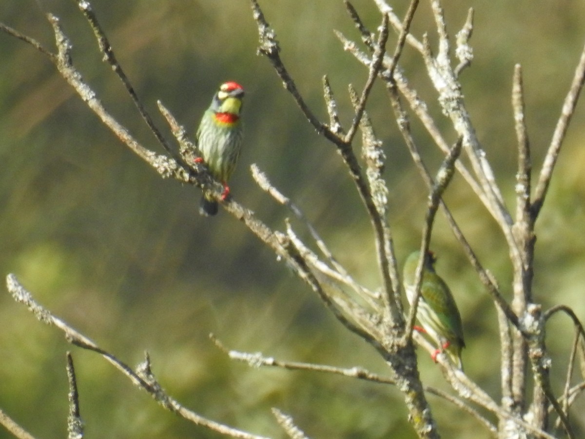 Coppersmith Barbet - ML209729281