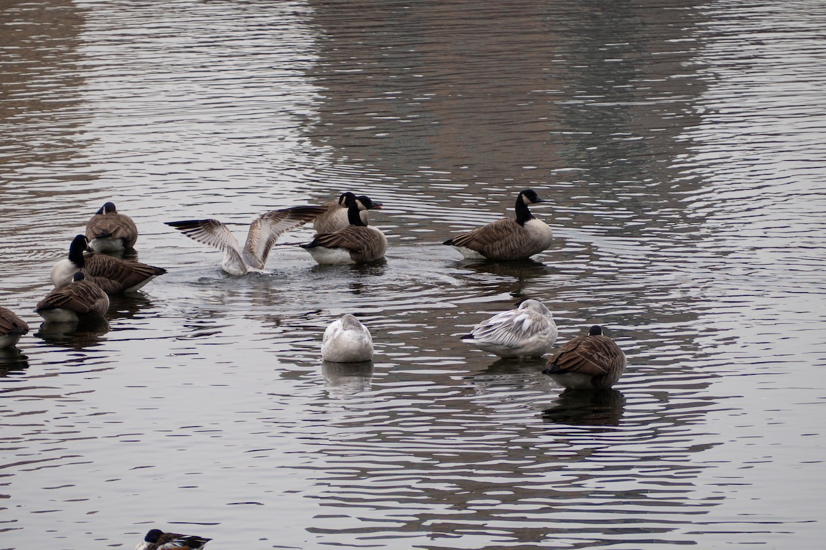 Snow Goose - ML209729461