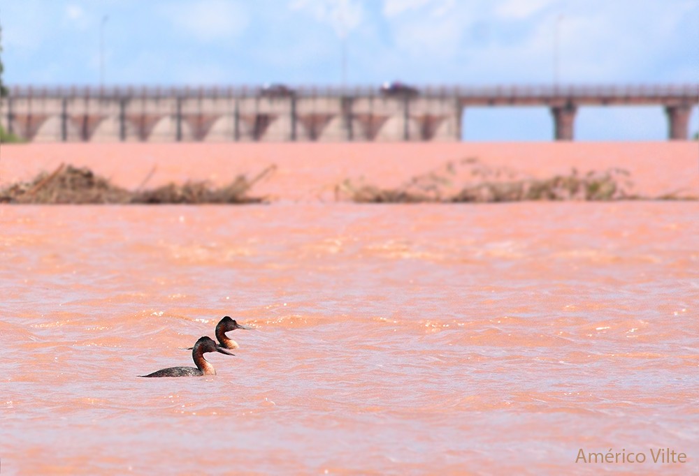 Great Grebe - ML209729591