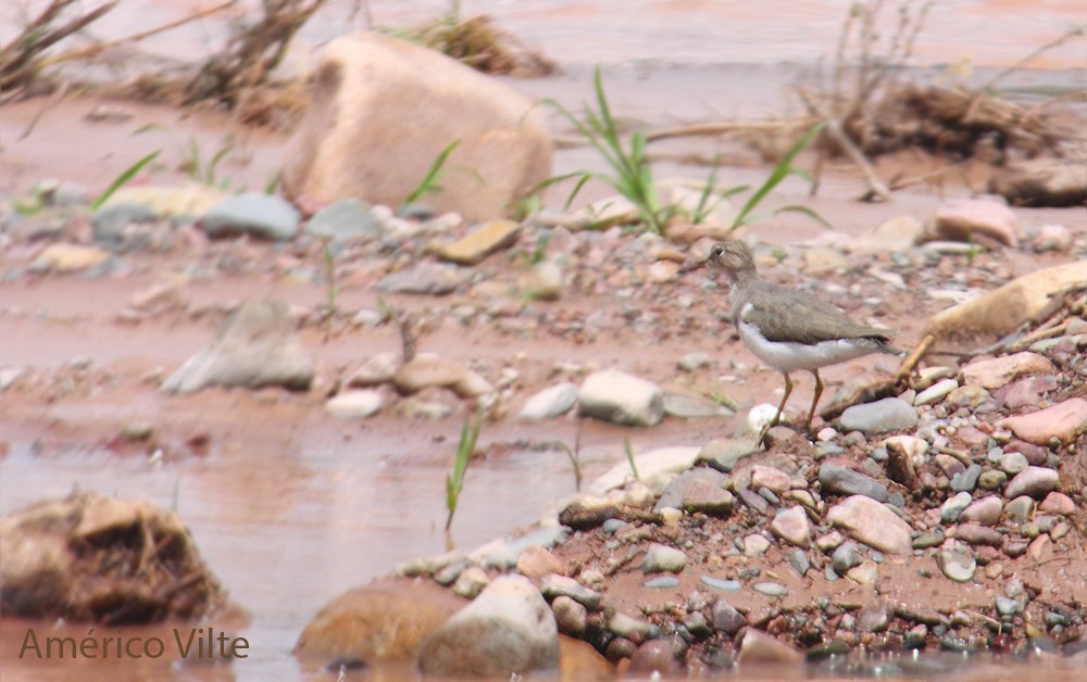 Spotted Sandpiper - ML209729731