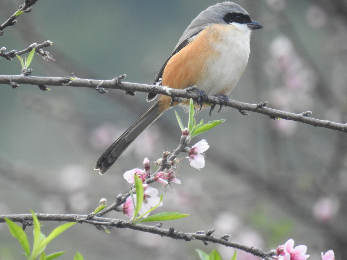 Long-tailed Shrike - ML209729781