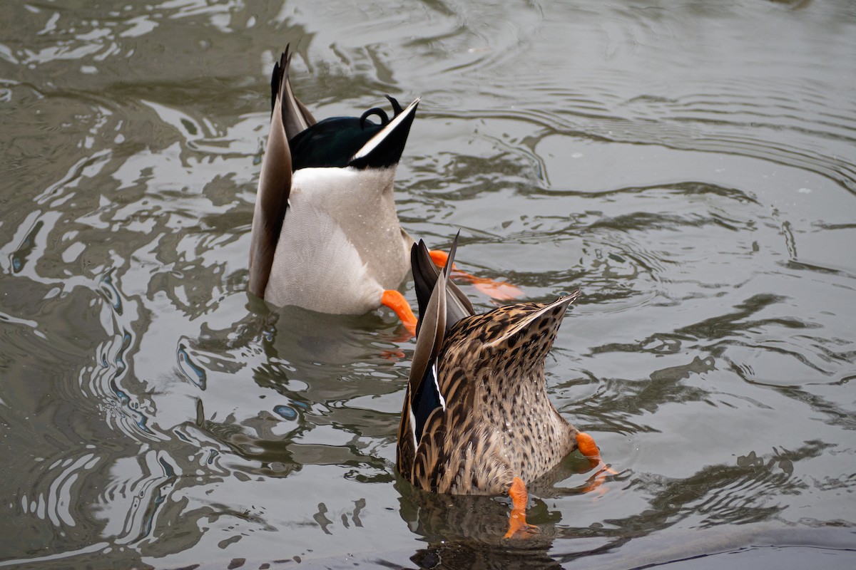 Mallard - ML209730011