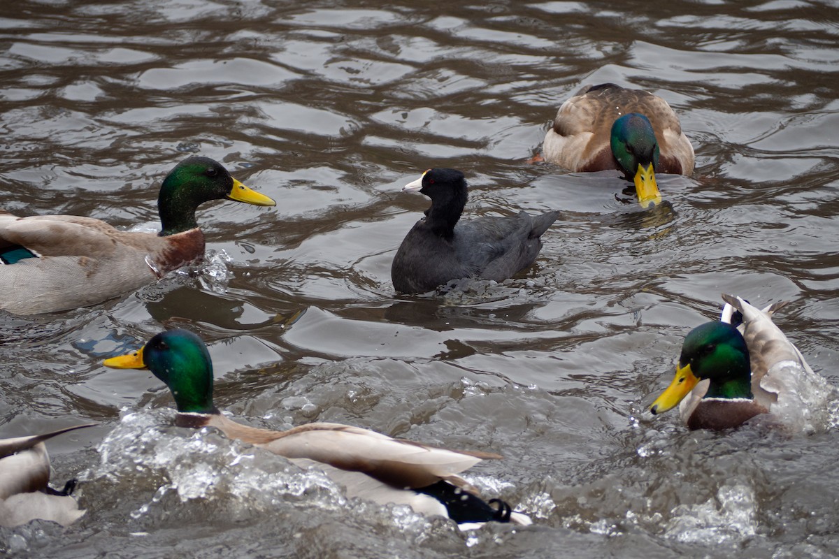 American Coot - ML209730471