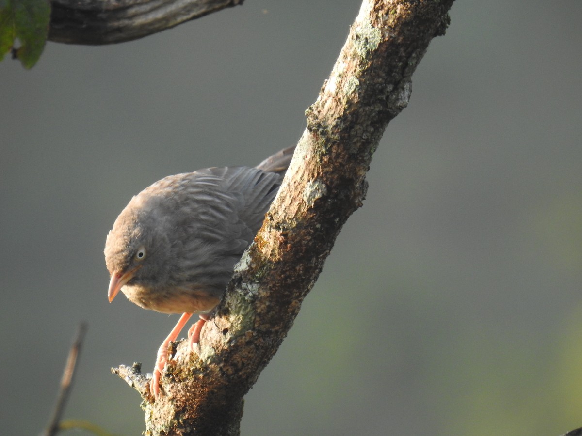 Jungle Babbler - ML209730721