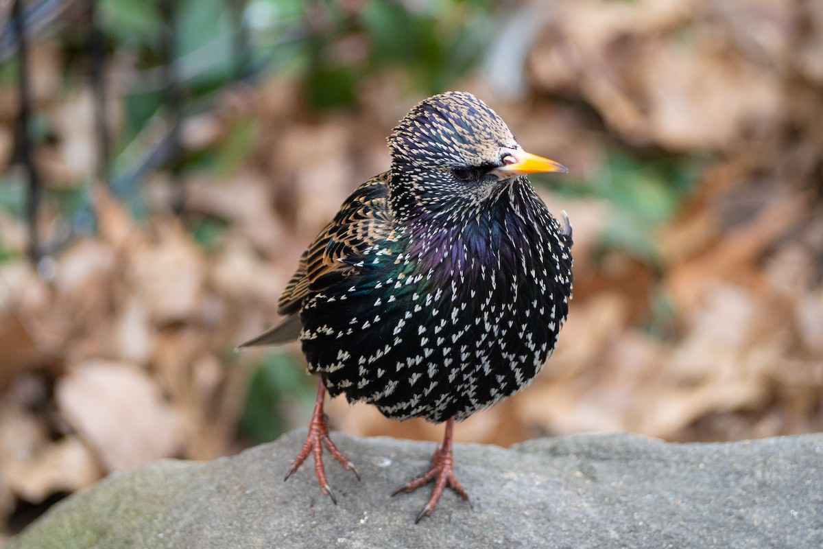 European Starling - ML209730761