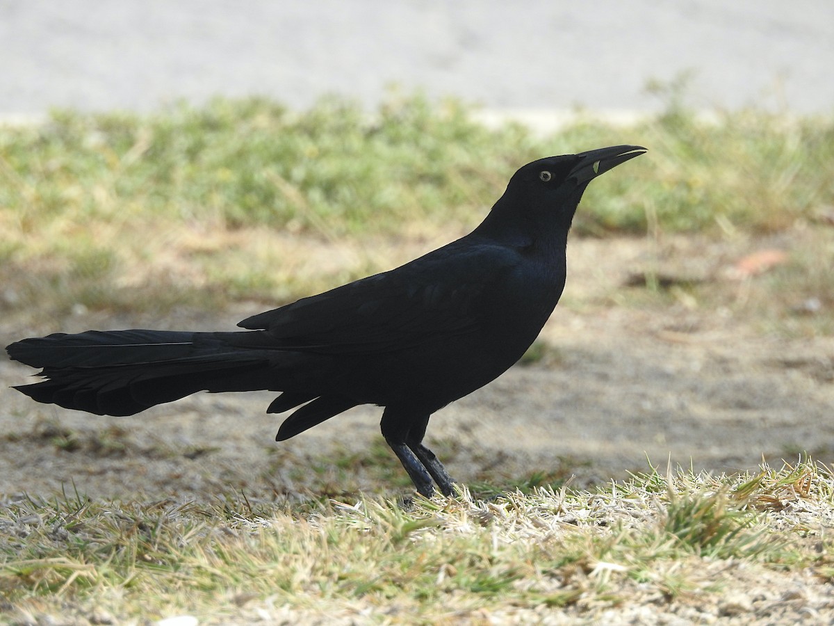 Great-tailed Grackle - ML209733031