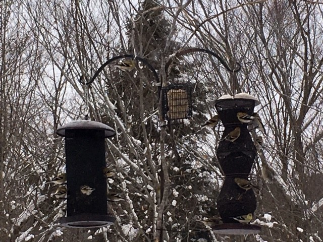 American Goldfinch - ML209735271