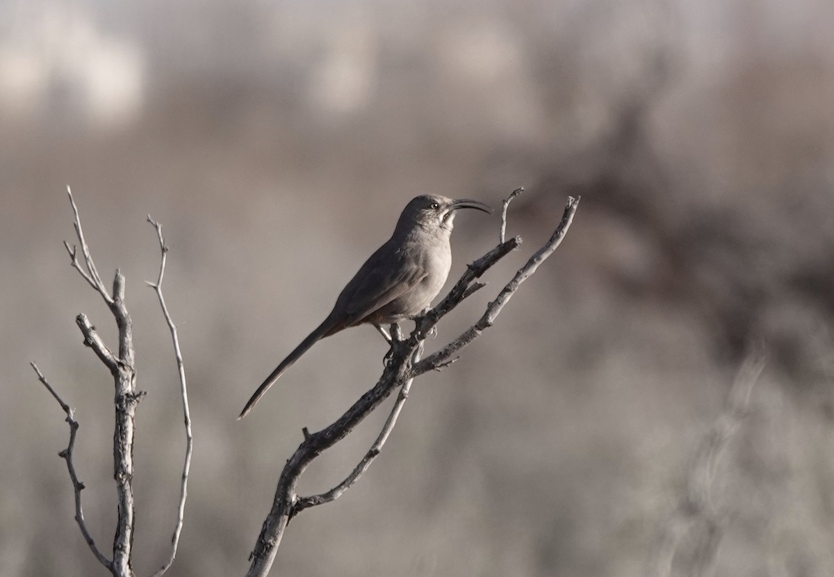 mesquitespottefugl - ML209735741