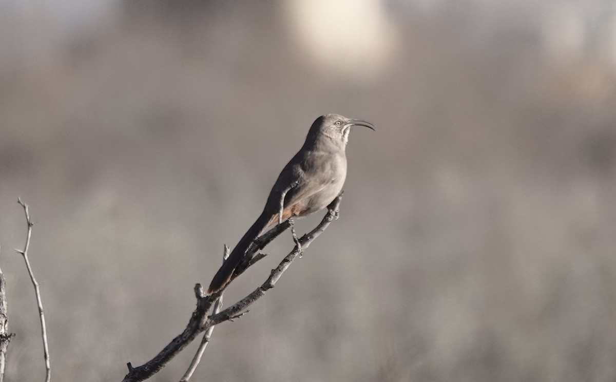 mesquitespottefugl - ML209735751
