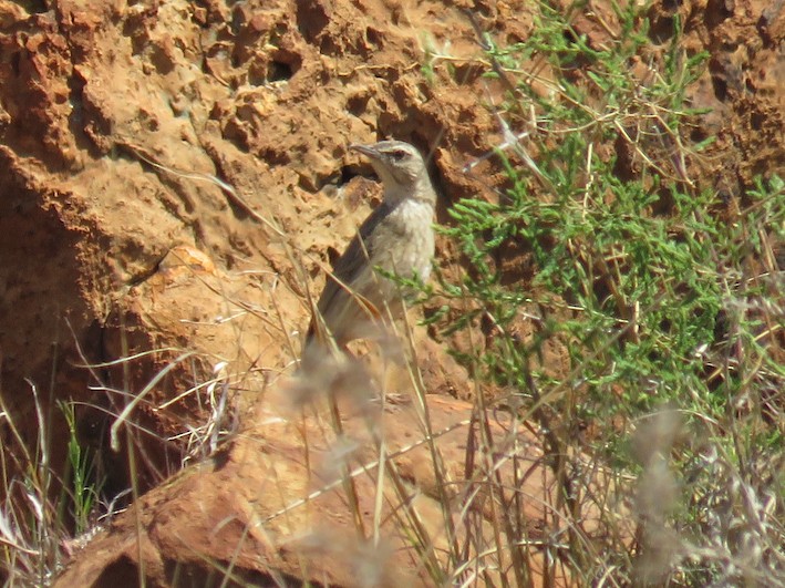 Bisbita Roquero - ML20973581