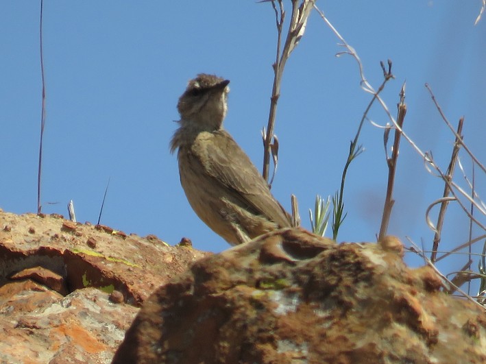 Yellow-tufted Pipit - Nick Hudson