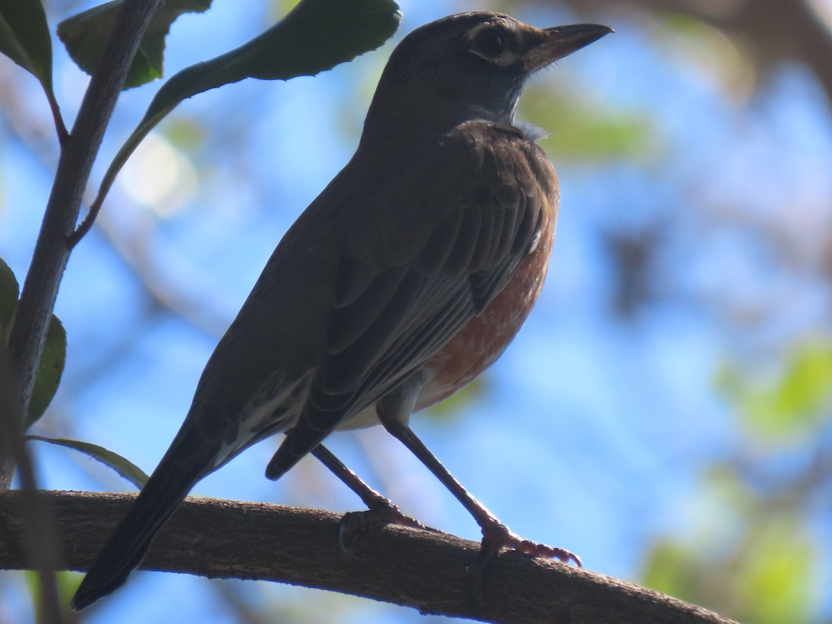 Zozo papargorria - ML209737601