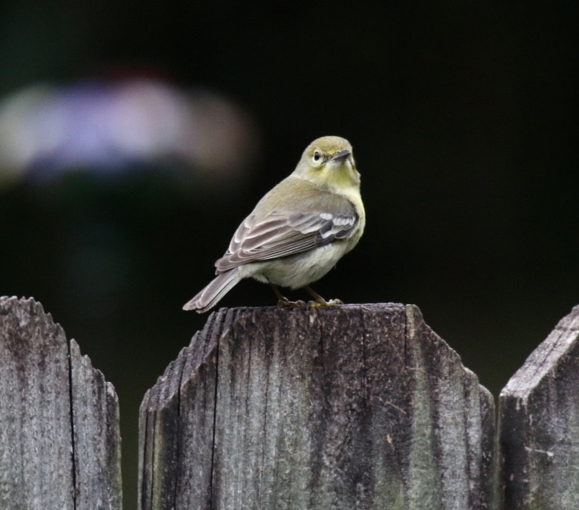 Pine Warbler - ML209738731