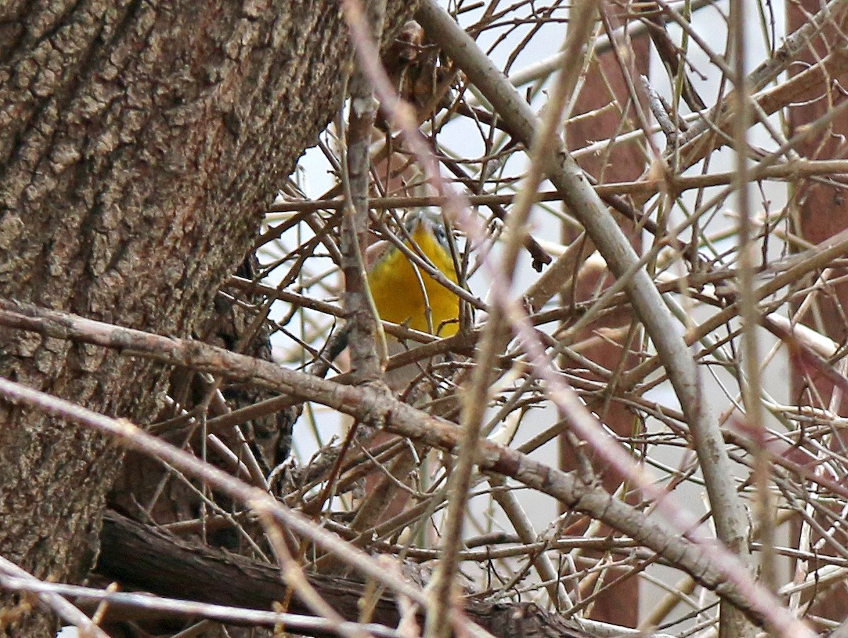 Yellow-breasted Chat - ML209739441