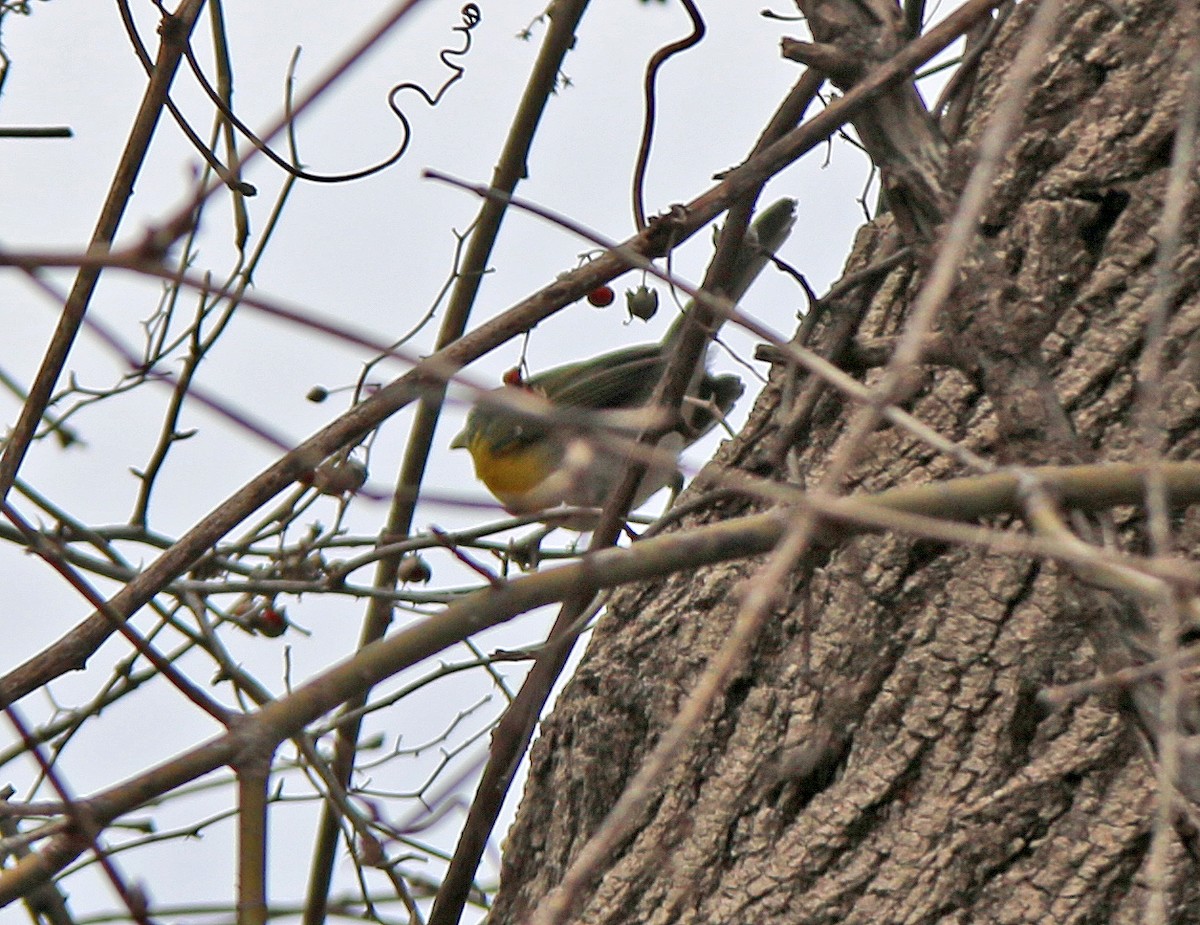 Yellow-breasted Chat - ML209739451