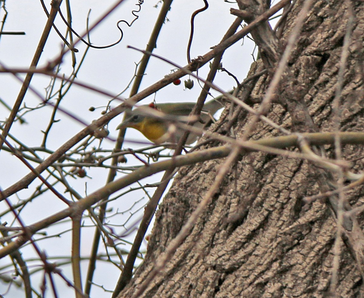 Yellow-breasted Chat - ML209739461