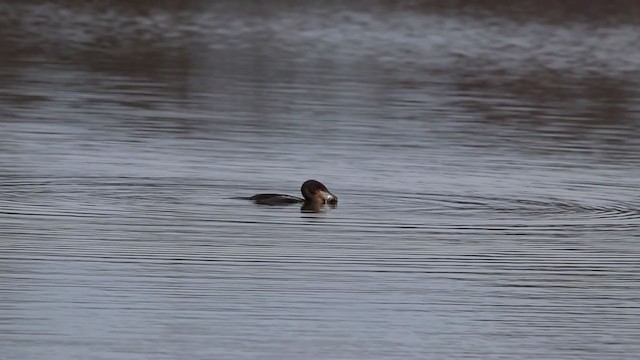 Cormoran à aigrettes - ML209740651