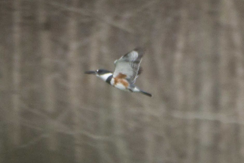 Belted Kingfisher - ML209740881