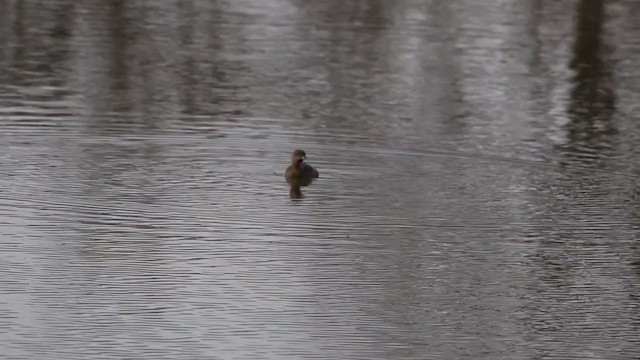 Pied-billed Grebe - ML209741641