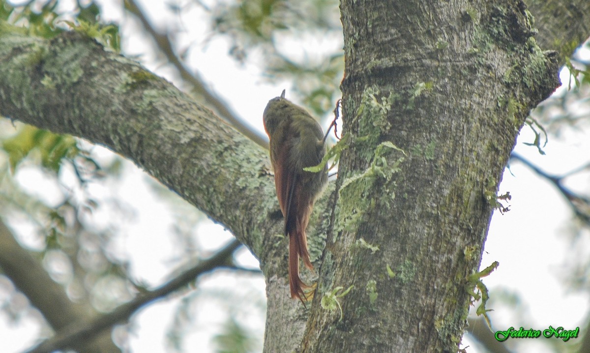 Olivaceous Woodcreeper - ML209742241