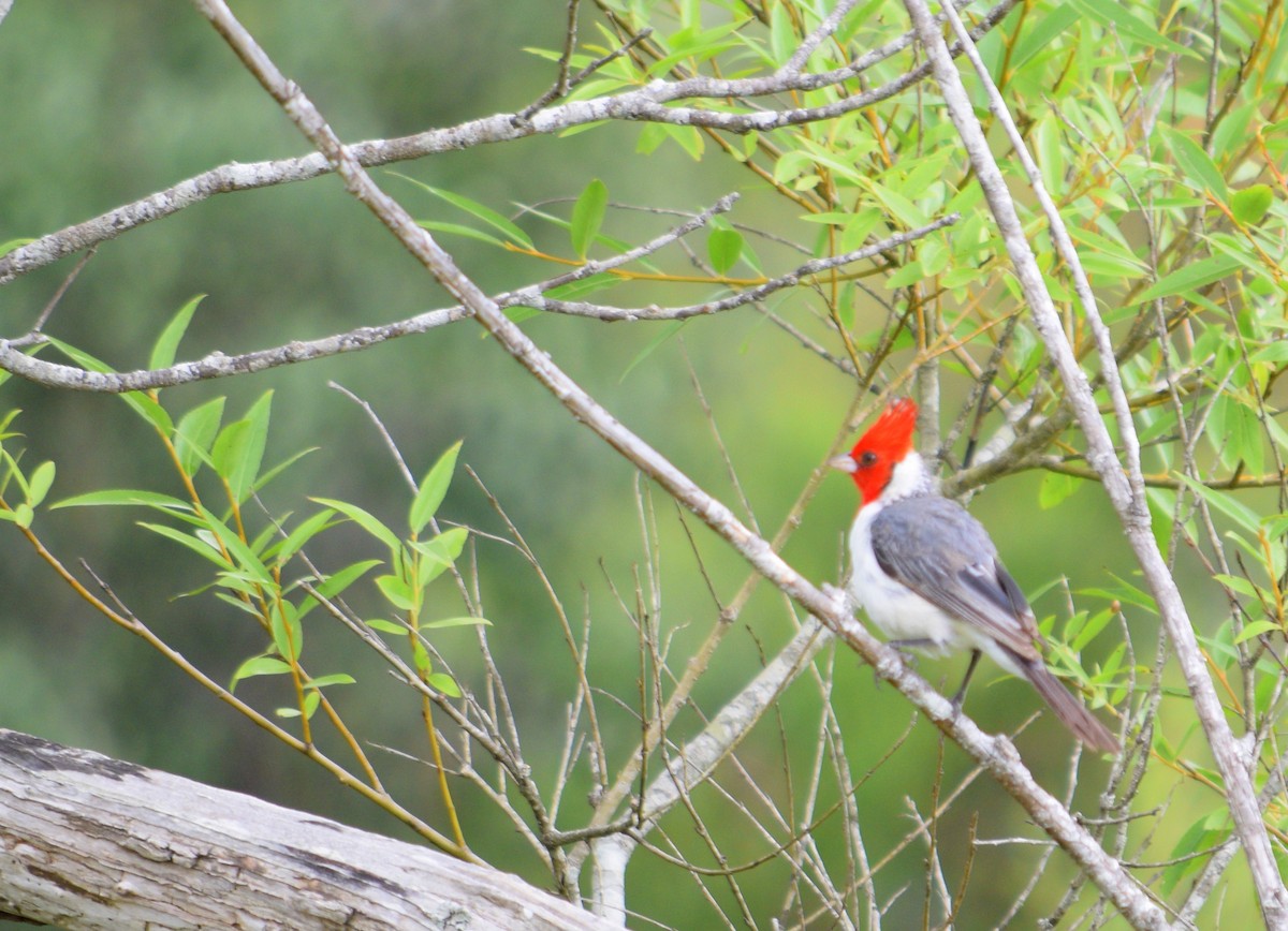 Red-crested Cardinal - Daniel Trias