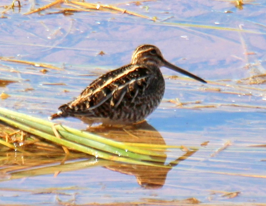 Wilson's Snipe - sam hough