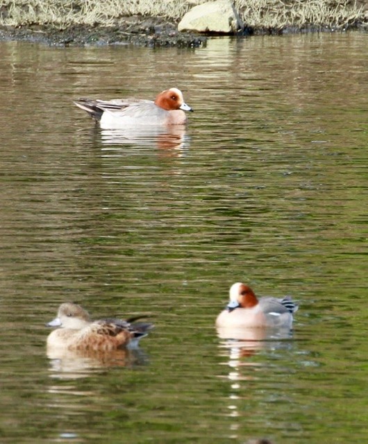 Eurasian Wigeon - ML209742811