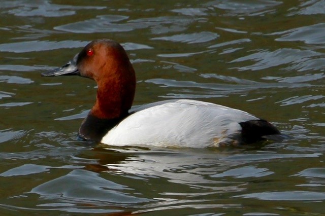 Fuligule à dos blanc - ML209742901