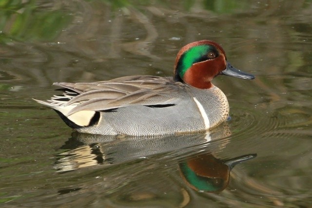 Green-winged Teal - ML209742961