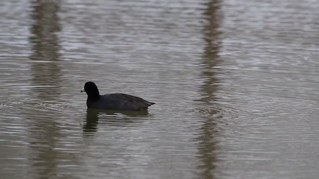 Foulque d'Amérique (forme à cachet rouge) - ML209743121