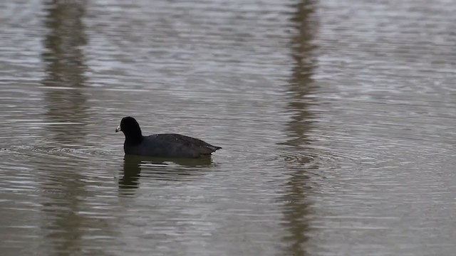 American Coot (Red-shielded) - ML209743121