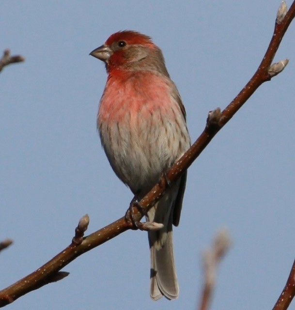 House Finch - ML209743141