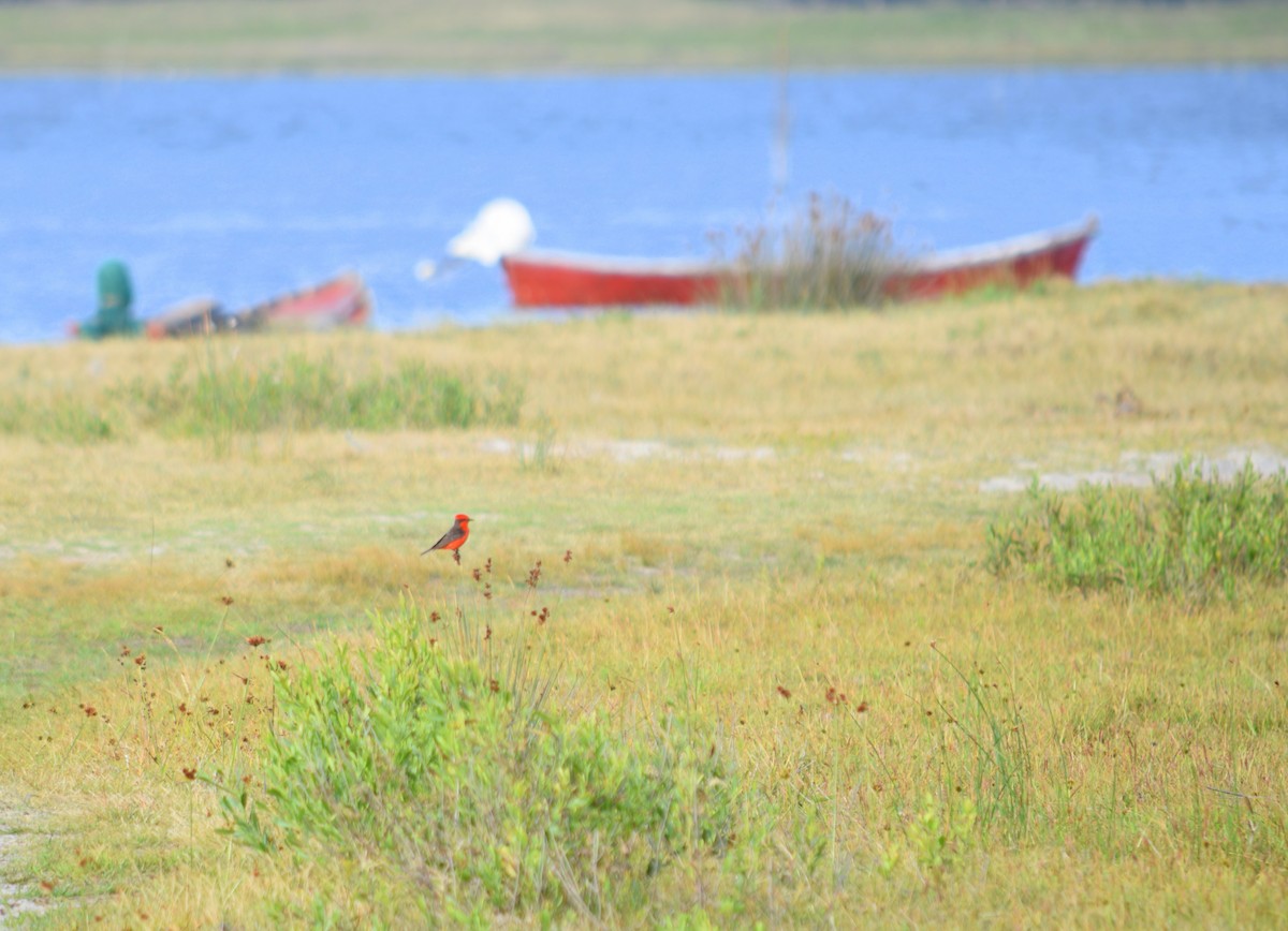 Vermilion Flycatcher - Daniel Trias