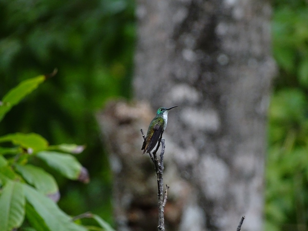 White-chested Emerald - ML209745341