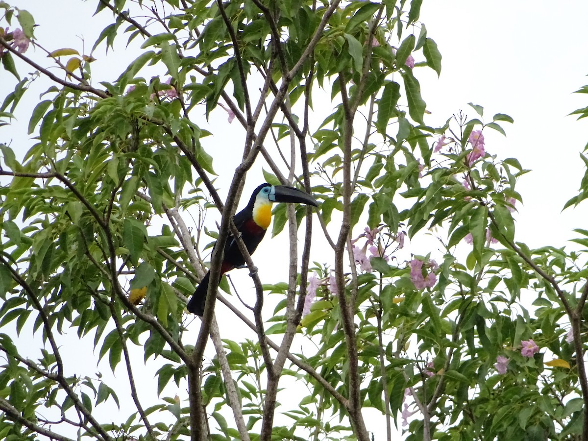 Channel-billed Toucan - ML209745471